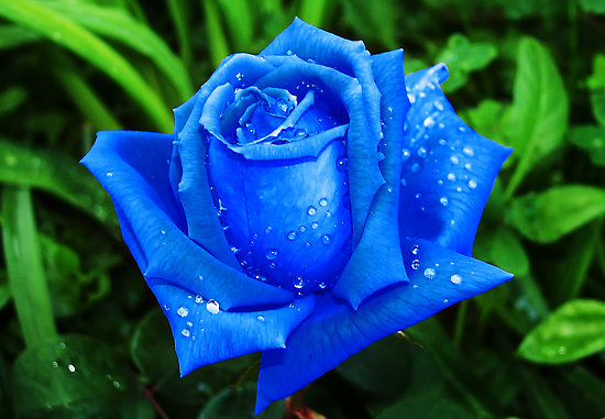 blue-rose-elegant-flowers-3.jpg