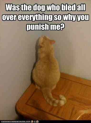 funny-pictures-cat-is-in-trouble.jpg
