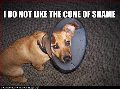 funny-dog-pictures-i-has-a-hotdog-cone-o